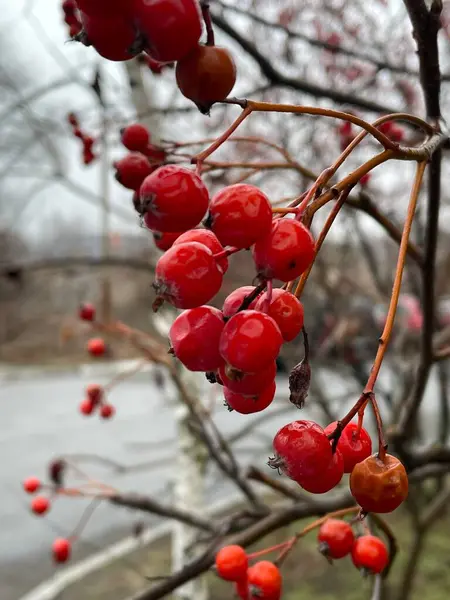 Solma, dağ külleri, Rowan, viburnum, dut, kırmızı, yeşil, ağaçlar, dallar, doğa, sonbahar, kış, bahar, turizm, yolculuk, gezi, yürüyüş, açık hava, üzüntü, hüzün, Ukrayna, Ukrayna, Ukrayna, hayatı seviyorum..