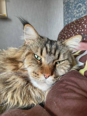 Maine Rakun, Maine Rakun, Mainecoon, Kediler, büyük kedi, hayvan, oyun, dinlenme, bak, kürk, ağızlık, kulaklar, pençeler, arkadaş olun, pofuduk, oyun, evcil hayvan, ev, yakışıklı, dost canlısı, gururlu, uyku, rüya, kral, canlı, hayat, aşk