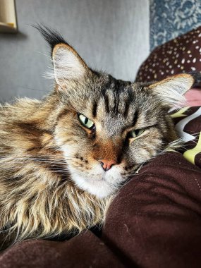 Maine Rakun, Maine Rakun, Mainecoon, Kediler, büyük kedi, hayvan, oyun, dinlenme, bak, kürk, ağızlık, kulaklar, pençeler, arkadaş olun, pofuduk, oyun, evcil hayvan, ev, yakışıklı, dost canlısı, gururlu, uyku, rüya, kral, canlı, hayat, aşk