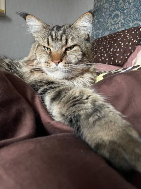 Maine Rakun, Maine Rakun, Mainecoon, Kediler, büyük kedi, hayvan, oyun, dinlenme, bak, kürk, ağızlık, kulaklar, pençeler, arkadaş olun, pofuduk, oyun, evcil hayvan, ev, yakışıklı, dost canlısı, gururlu, uyku, rüya, kral, canlı, hayat, aşk