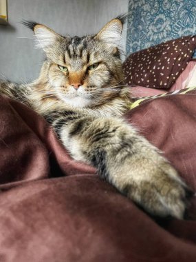 Maine Rakun, Maine Rakun, Mainecoon, Kediler, büyük kedi, hayvan, oyun, dinlenme, bak, kürk, ağızlık, kulaklar, pençeler, arkadaş olun, pofuduk, oyun, evcil hayvan, ev, yakışıklı, dost canlısı, gururlu, uyku, rüya, kral, canlı, hayat, aşk