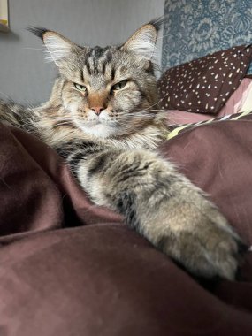 Maine Rakun, Maine Rakun, Mainecoon, Kediler, büyük kedi, hayvan, oyun, dinlenme, bak, kürk, ağızlık, kulaklar, pençeler, arkadaş olun, pofuduk, oyun, evcil hayvan, ev, yakışıklı, dost canlısı, gururlu, uyku, rüya, kral, canlı, hayat, aşk