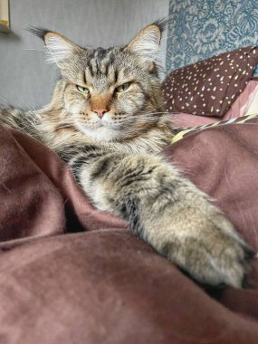 Maine Rakun, Maine Rakun, Mainecoon, Kediler, büyük kedi, hayvan, oyun, dinlenme, bak, kürk, ağızlık, kulaklar, pençeler, arkadaş olun, pofuduk, oyun, evcil hayvan, ev, yakışıklı, dost canlısı, gururlu, uyku, rüya, kral, canlı, hayat, aşk