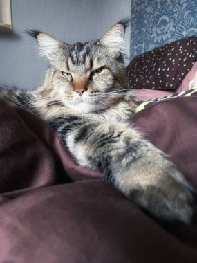 Maine Rakun, Maine Rakun, Mainecoon, Kediler, büyük kedi, hayvan, oyun, dinlenme, bak, kürk, ağızlık, kulaklar, pençeler, arkadaş olun, pofuduk, oyun, evcil hayvan, ev, yakışıklı, dost canlısı, gururlu, uyku, rüya, kral, canlı, hayat, aşk