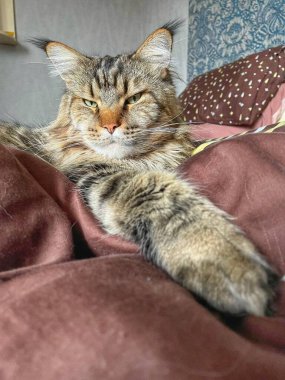 Maine Rakun, Maine Rakun, Mainecoon, Kediler, büyük kedi, hayvan, oyun, dinlenme, bak, kürk, ağızlık, kulaklar, pençeler, arkadaş olun, pofuduk, oyun, evcil hayvan, ev, yakışıklı, dost canlısı, gururlu, uyku, rüya, kral, canlı, hayat, aşk