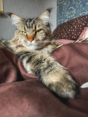 Maine Rakun, Maine Rakun, Mainecoon, Kediler, büyük kedi, hayvan, oyun, dinlenme, bak, kürk, ağızlık, kulaklar, pençeler, arkadaş olun, pofuduk, oyun, evcil hayvan, ev, yakışıklı, dost canlısı, gururlu, uyku, rüya, kral, canlı, hayat, aşk