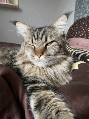 Maine Rakun, Maine Rakun, Mainecoon, Kediler, büyük kedi, hayvan, oyun, dinlenme, bak, kürk, ağızlık, kulaklar, pençeler, arkadaş olun, pofuduk, oyun, evcil hayvan, ev, yakışıklı, dost canlısı, gururlu, uyku, rüya, kral, canlı, hayat, aşk