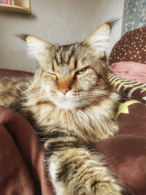 Maine Rakun, Maine Rakun, Mainecoon, Kediler, büyük kedi, hayvan, oyun, dinlenme, bak, kürk, ağızlık, kulaklar, pençeler, arkadaş olun, pofuduk, oyun, evcil hayvan, ev, yakışıklı, dost canlısı, gururlu, uyku, rüya, kral, canlı, hayat, aşk