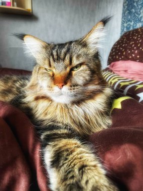 Maine Rakun, Maine Rakun, Mainecoon, Kediler, büyük kedi, hayvan, oyun, dinlenme, bak, kürk, ağızlık, kulaklar, pençeler, arkadaş olun, pofuduk, oyun, evcil hayvan, ev, yakışıklı, dost canlısı, gururlu, uyku, rüya, kral, canlı, hayat, aşk
