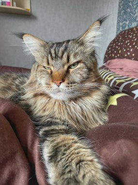 Maine Rakun, Maine Rakun, Mainecoon, Kediler, büyük kedi, hayvan, oyun, dinlenme, bak, kürk, ağızlık, kulaklar, pençeler, arkadaş olun, pofuduk, oyun, evcil hayvan, ev, yakışıklı, dost canlısı, gururlu, uyku, rüya, kral, canlı, hayat, aşk