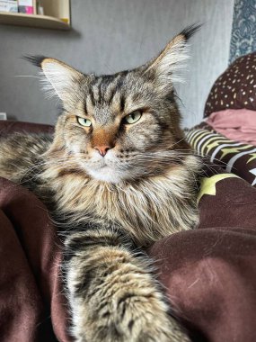 Maine Rakun, Maine Rakun, Mainecoon, Kediler, büyük kedi, hayvan, oyun, dinlenme, bak, kürk, ağızlık, kulaklar, pençeler, arkadaş olun, pofuduk, oyun, evcil hayvan, ev, yakışıklı, dost canlısı, gururlu, uyku, rüya, kral, canlı, hayat, aşk