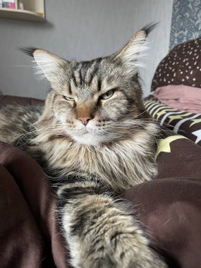 Maine Rakun, Maine Rakun, Mainecoon, Kediler, büyük kedi, hayvan, oyun, dinlenme, bak, kürk, ağızlık, kulaklar, pençeler, arkadaş olun, pofuduk, oyun, evcil hayvan, ev, yakışıklı, dost canlısı, gururlu, uyku, rüya, kral, canlı, hayat, aşk