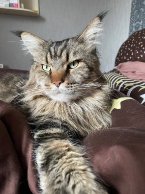 Maine Rakun, Maine Rakun, Mainecoon, Kediler, büyük kedi, hayvan, oyun, dinlenme, bak, kürk, ağızlık, kulaklar, pençeler, arkadaş olun, pofuduk, oyun, evcil hayvan, ev, yakışıklı, dost canlısı, gururlu, uyku, rüya, kral, canlı, hayat, aşk