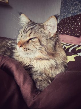 Maine Rakun, Maine Rakun, Mainecoon, Kediler, büyük kedi, hayvan, oyun, dinlenme, bak, kürk, ağızlık, kulaklar, pençeler, arkadaş olun, pofuduk, oyun, evcil hayvan, ev, yakışıklı, dost canlısı, gururlu, uyku, rüya, kral, canlı, hayat, aşk