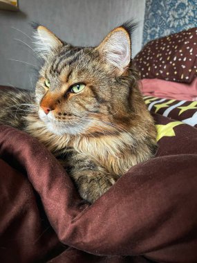 Maine Rakun, Maine Rakun, Mainecoon, Kediler, büyük kedi, hayvan, oyun, dinlenme, bak, kürk, ağızlık, kulaklar, pençeler, arkadaş olun, pofuduk, oyun, evcil hayvan, ev, yakışıklı, dost canlısı, gururlu, uyku, rüya, kral, canlı, hayat, aşk