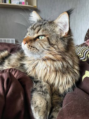 Maine Rakun, Maine Rakun, Mainecoon, Kediler, büyük kedi, hayvan, oyun, dinlenme, bak, kürk, ağızlık, kulaklar, pençeler, arkadaş olun, pofuduk, oyun, evcil hayvan, ev, yakışıklı, dost canlısı, gururlu, uyku, rüya, kral, canlı, hayat, aşk