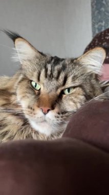 Maine Rakun, Maine Rakun, Mainecoon, Kediler, büyük kedi, hayvan, oyun, dinlenme, bak, kürk, ağızlık, kulaklar, pençeler, arkadaş olun, pofuduk, oyun, evcil hayvan, ev, yakışıklı, dost canlısı, gururlu, uyku, rüya, kral, canlı, hayat, aşk