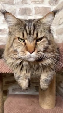 Maine Rakun, Maine Rakun, Mainecoon, Kediler, büyük kedi, hayvan, oyun, dinlenme, bak, kürk, ağızlık, kulaklar, pençeler, arkadaş olun, pofuduk, oyun, evcil hayvan, ev, yakışıklı, dost canlısı, gururlu, uyku, rüya, kral, canlı, hayat, aşk