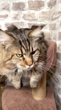 Maine Rakun, Maine Rakun, Mainecoon, Kediler, büyük kedi, hayvan, oyun, dinlenme, bak, kürk, ağızlık, kulaklar, pençeler, arkadaş olun, pofuduk, oyun, evcil hayvan, ev, yakışıklı, dost canlısı, gururlu, uyku, rüya, kral, canlı, hayat, aşk