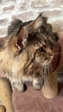 Maine Rakun, Maine Rakun, Mainecoon, Kediler, büyük kedi, hayvan, oyun, dinlenme, bak, kürk, ağızlık, kulaklar, pençeler, arkadaş olun, pofuduk, oyun, evcil hayvan, ev, yakışıklı, dost canlısı, gururlu, uyku, rüya, kral, canlı, hayat, aşk