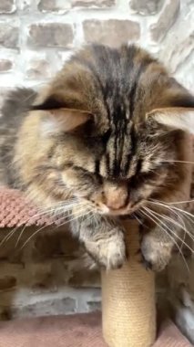 Maine Rakun, Maine Rakun, Mainecoon, Kediler, büyük kedi, hayvan, oyun, dinlenme, bak, kürk, ağızlık, kulaklar, pençeler, arkadaş olun, pofuduk, oyun, evcil hayvan, ev, yakışıklı, dost canlısı, gururlu, uyku, rüya, kral, canlı, hayat, aşk