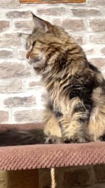 Maine Rakun, Maine Rakun, Mainecoon, Kediler, büyük kedi, hayvan, oyun, dinlenme, bak, kürk, ağızlık, kulaklar, pençeler, arkadaş olun, pofuduk, oyun, evcil hayvan, ev, yakışıklı, dost canlısı, gururlu, uyku, rüya, kral, canlı, hayat, aşk