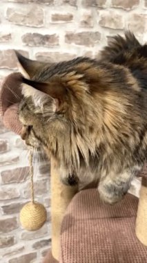 Maine Rakun, Maine Rakun, Mainecoon, Kediler, büyük kedi, hayvan, oyun, dinlenme, bak, kürk, ağızlık, kulaklar, pençeler, arkadaş olun, pofuduk, oyun, evcil hayvan, ev, yakışıklı, dost canlısı, gururlu, uyku, rüya, kral, canlı, hayat, aşk