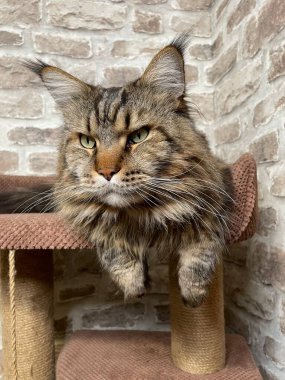 Maine Rakun, Maine Rakun, Mainecoon, Kediler, büyük kedi, hayvan, oyun, dinlenme, bak, kürk, ağızlık, kulaklar, pençeler, arkadaş olun, pofuduk, oyun, evcil hayvan, ev, yakışıklı, dost canlısı, gururlu, uyku, rüya, kral, canlı, hayat, aşk