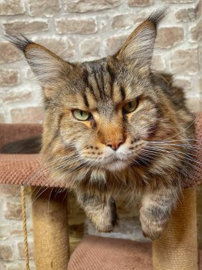 Maine Rakun, Maine Rakun, Mainecoon, Kediler, büyük kedi, hayvan, oyun, dinlenme, bak, kürk, ağızlık, kulaklar, pençeler, arkadaş olun, pofuduk, oyun, evcil hayvan, ev, yakışıklı, dost canlısı, gururlu, uyku, rüya, kral, canlı, hayat, aşk