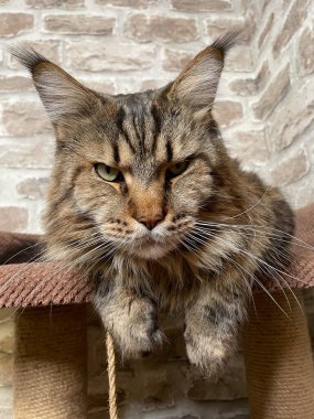 Maine Rakun, Maine Rakun, Mainecoon, Kediler, büyük kedi, hayvan, oyun, dinlenme, bak, kürk, ağızlık, kulaklar, pençeler, arkadaş olun, pofuduk, oyun, evcil hayvan, ev, yakışıklı, dost canlısı, gururlu, uyku, rüya, kral, canlı, hayat, aşk