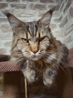 Maine Rakun, Maine Rakun, Mainecoon, Kediler, büyük kedi, hayvan, oyun, dinlenme, bak, kürk, ağızlık, kulaklar, pençeler, arkadaş olun, pofuduk, oyun, evcil hayvan, ev, yakışıklı, dost canlısı, gururlu, uyku, rüya, kral, canlı, hayat, aşk