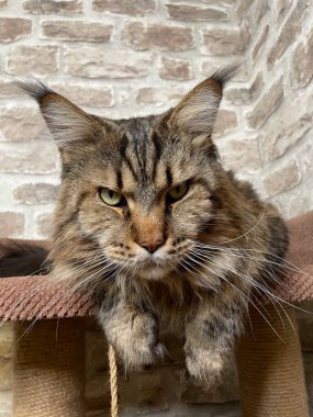 Maine Rakun, Maine Rakun, Mainecoon, Kediler, büyük kedi, hayvan, oyun, dinlenme, bak, kürk, ağızlık, kulaklar, pençeler, arkadaş olun, pofuduk, oyun, evcil hayvan, ev, yakışıklı, dost canlısı, gururlu, uyku, rüya, kral, canlı, hayat, aşk