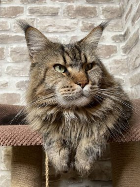 Maine Rakun, Maine Rakun, Mainecoon, Kediler, büyük kedi, hayvan, oyun, dinlenme, bak, kürk, ağızlık, kulaklar, pençeler, arkadaş olun, pofuduk, oyun, evcil hayvan, ev, yakışıklı, dost canlısı, gururlu, uyku, rüya, kral, canlı, hayat, aşk