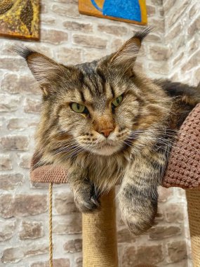 Maine Rakun, Maine Rakun, Mainecoon, Kediler, büyük kedi, hayvan, oyun, dinlenme, bak, kürk, ağızlık, kulaklar, pençeler, arkadaş olun, pofuduk, oyun, evcil hayvan, ev, yakışıklı, dost canlısı, gururlu, uyku, rüya, kral, canlı, hayat, aşk