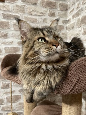 Maine Rakun, Maine Rakun, Mainecoon, Kediler, büyük kedi, hayvan, oyun, dinlenme, bak, kürk, ağızlık, kulaklar, pençeler, arkadaş olun, pofuduk, oyun, evcil hayvan, ev, yakışıklı, dost canlısı, gururlu, uyku, rüya, kral, canlı, hayat, aşk