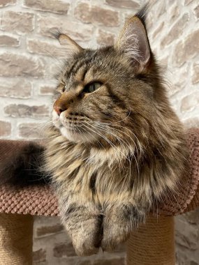 Maine Rakun, Maine Rakun, Mainecoon, Kediler, büyük kedi, hayvan, oyun, dinlenme, bak, kürk, ağızlık, kulaklar, pençeler, arkadaş olun, pofuduk, oyun, evcil hayvan, ev, yakışıklı, dost canlısı, gururlu, uyku, rüya, kral, canlı, hayat, aşk