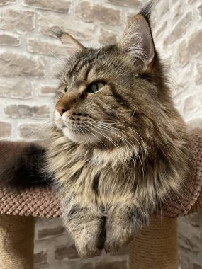 Maine Rakun, Maine Rakun, Mainecoon, Kediler, büyük kedi, hayvan, oyun, dinlenme, bak, kürk, ağızlık, kulaklar, pençeler, arkadaş olun, pofuduk, oyun, evcil hayvan, ev, yakışıklı, dost canlısı, gururlu, uyku, rüya, kral, canlı, hayat, aşk