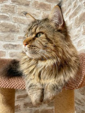 Maine Rakun, Maine Rakun, Mainecoon, Kediler, büyük kedi, hayvan, oyun, dinlenme, bak, kürk, ağızlık, kulaklar, pençeler, arkadaş olun, pofuduk, oyun, evcil hayvan, ev, yakışıklı, dost canlısı, gururlu, uyku, rüya, kral, canlı, hayat, aşk