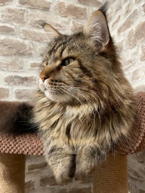 Maine Rakun, Maine Rakun, Mainecoon, Kediler, büyük kedi, hayvan, oyun, dinlenme, bak, kürk, ağızlık, kulaklar, pençeler, arkadaş olun, pofuduk, oyun, evcil hayvan, ev, yakışıklı, dost canlısı, gururlu, uyku, rüya, kral, canlı, hayat, aşk