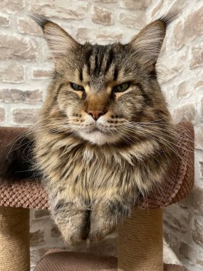 Maine Rakun, Maine Rakun, Mainecoon, Kediler, büyük kedi, hayvan, oyun, dinlenme, bak, kürk, ağızlık, kulaklar, pençeler, arkadaş olun, pofuduk, oyun, evcil hayvan, ev, yakışıklı, dost canlısı, gururlu, uyku, rüya, kral, canlı, hayat, aşk