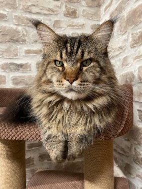 Maine Rakun, Maine Rakun, Mainecoon, Kediler, büyük kedi, hayvan, oyun, dinlenme, bak, kürk, ağızlık, kulaklar, pençeler, arkadaş olun, pofuduk, oyun, evcil hayvan, ev, yakışıklı, dost canlısı, gururlu, uyku, rüya, kral, canlı, hayat, aşk