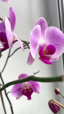 Orkideler, orkide, çiçek, çiçekler, dallar, doğa, flora, güzel, hayat, aşk, mor, leylak.
