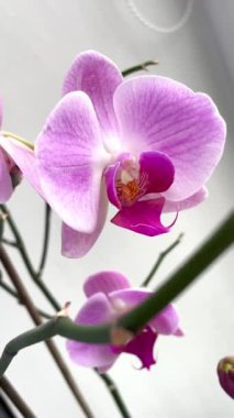 Orkideler, orkide, çiçek, çiçekler, dallar, doğa, flora, güzel, hayat, aşk, mor, leylak.