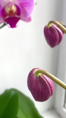 Orkideler, orkide, çiçek, çiçekler, dallar, doğa, flora, güzel, hayat, aşk, mor, leylak.