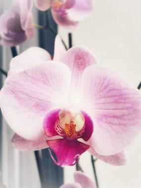 Orkideler, orkide, çiçek, çiçekler, dallar, doğa, flora, güzel, hayat, aşk, mor, leylak, pencere, pencere pervazı 