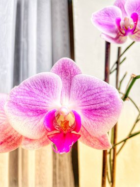 Orkideler, orkide, çiçek, çiçekler, dallar, doğa, flora, güzel, hayat, aşk, mor, leylak, pencere, pencere pervazı 
