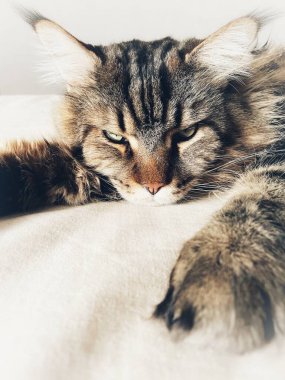 Maine Rakun, Maine Rakun, Mainecoon, Kediler, büyük kedi, hayvan, oyun, dinlenme, bak, kürk, ağızlık, kulaklar, pençeler, arkadaş, kürk, oyun, hayvan, ev, yakışıklı, dost canlısı, gururlu, uyku, rüya, kral, canlı, hayat, aşk