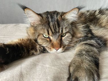 Maine Rakun, Maine Rakun, Mainecoon, Kediler, büyük kedi, hayvan, oyun, dinlenme, bak, kürk, ağızlık, kulaklar, pençeler, arkadaş, kürk, oyun, hayvan, ev, yakışıklı, dost canlısı, gururlu, uyku, rüya, kral, canlı, hayat, aşk