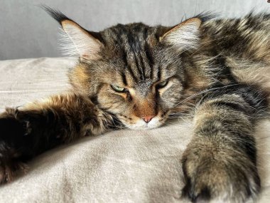 Maine Rakun, Maine Rakun, Mainecoon, Kediler, büyük kedi, hayvan, oyun, dinlenme, bak, kürk, ağızlık, kulaklar, pençeler, arkadaş, kürk, oyun, hayvan, ev, yakışıklı, dost canlısı, gururlu, uyku, rüya, kral, canlı, hayat, aşk