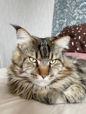 Maine Rakun, Maine Rakun, Mainecoon, Kediler, büyük kedi, hayvan, oyun, dinlenme, bak, kürk, ağızlık, kulaklar, pençeler, arkadaş, kürk, oyun, hayvan, ev, yakışıklı, dost canlısı, gururlu, uyku, rüya, kral, canlı, hayat, aşk